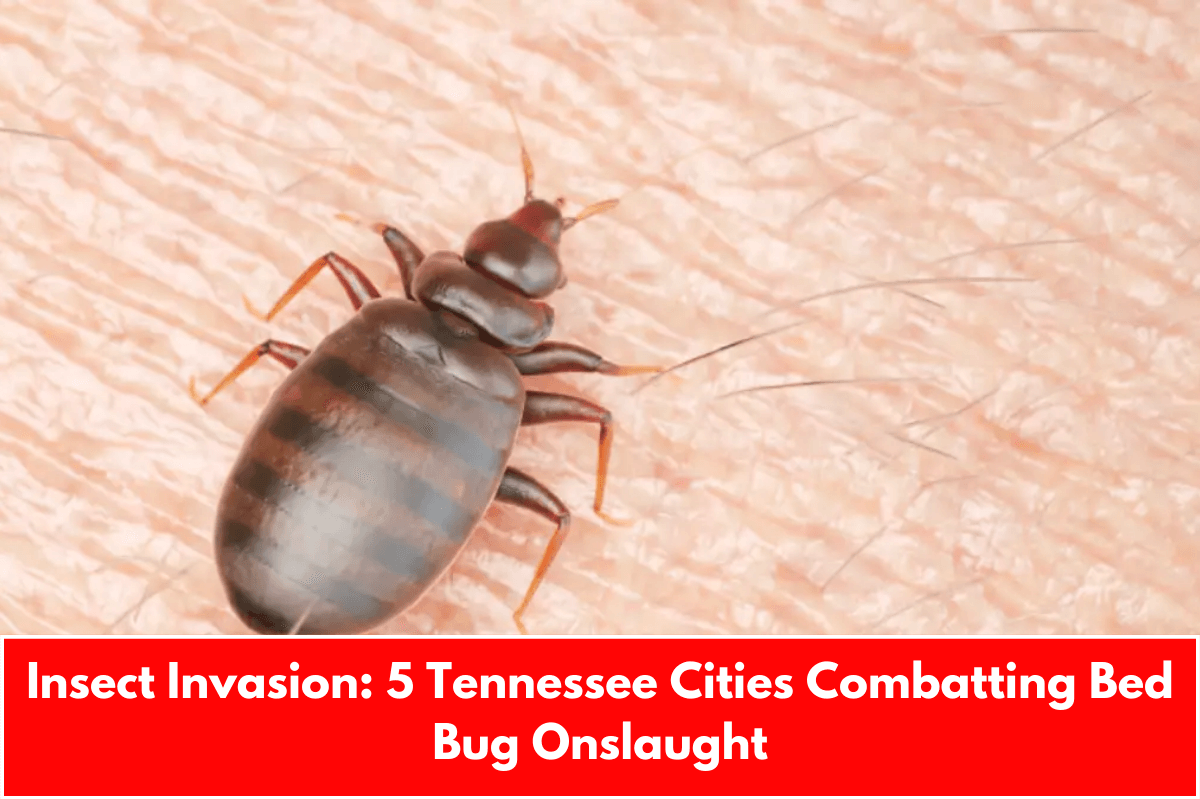 Insect Invasion: 5 Tennessee Cities Combatting Bed Bug Onslaught