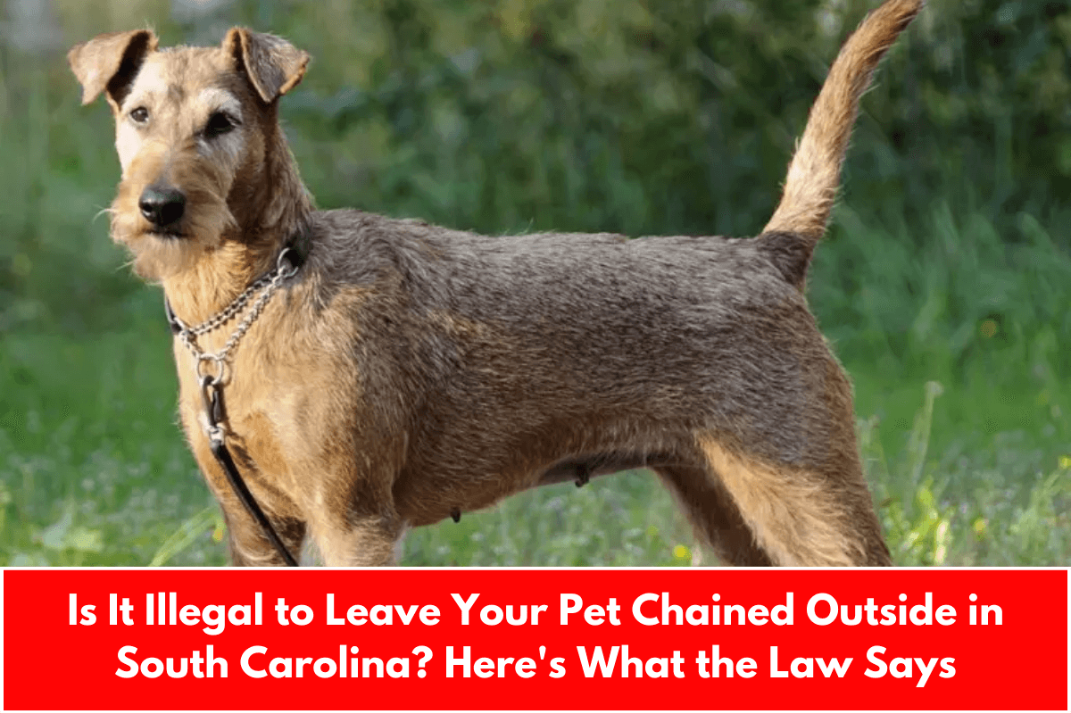 Is It Illegal to Leave Your Pet Chained Outside in South Carolina? Here's What the Law Says