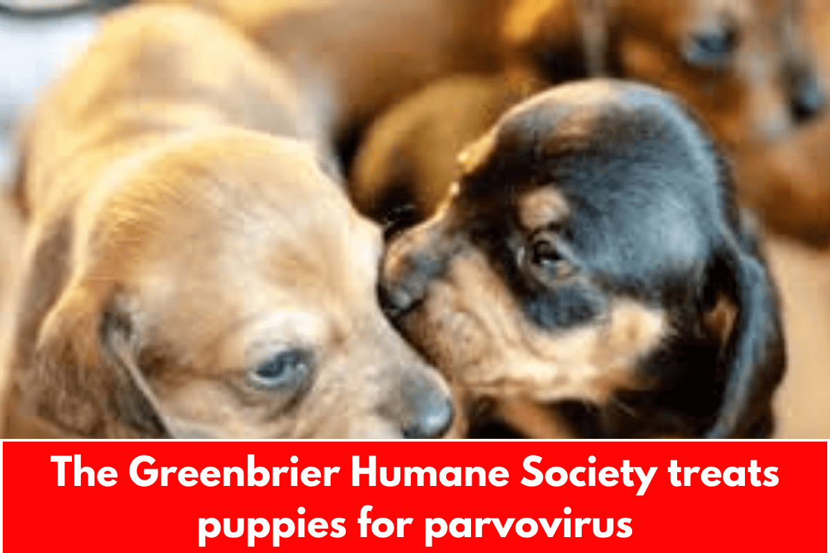 The Greenbrier Humane Society treats puppies for parvovirus