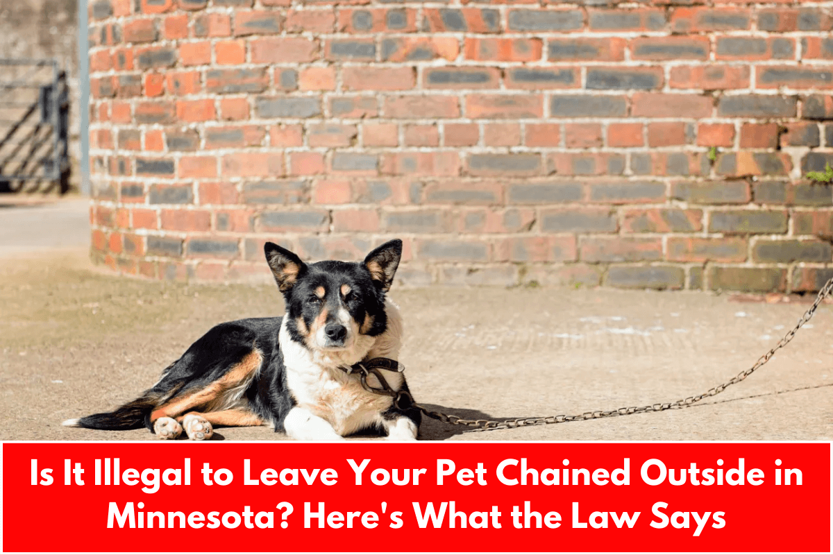 Is It Illegal to Leave Your Pet Chained Outside in Minnesota? Here's What the Law Says