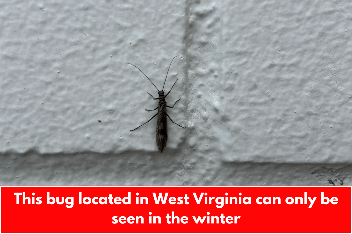 This bug located in West Virginia can only be seen in the winter