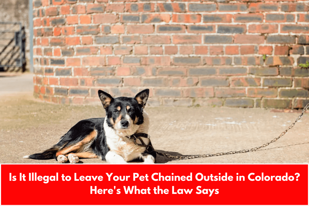 Is It Illegal to Leave Your Pet Chained Outside in Colorado? Here's What the Law Says