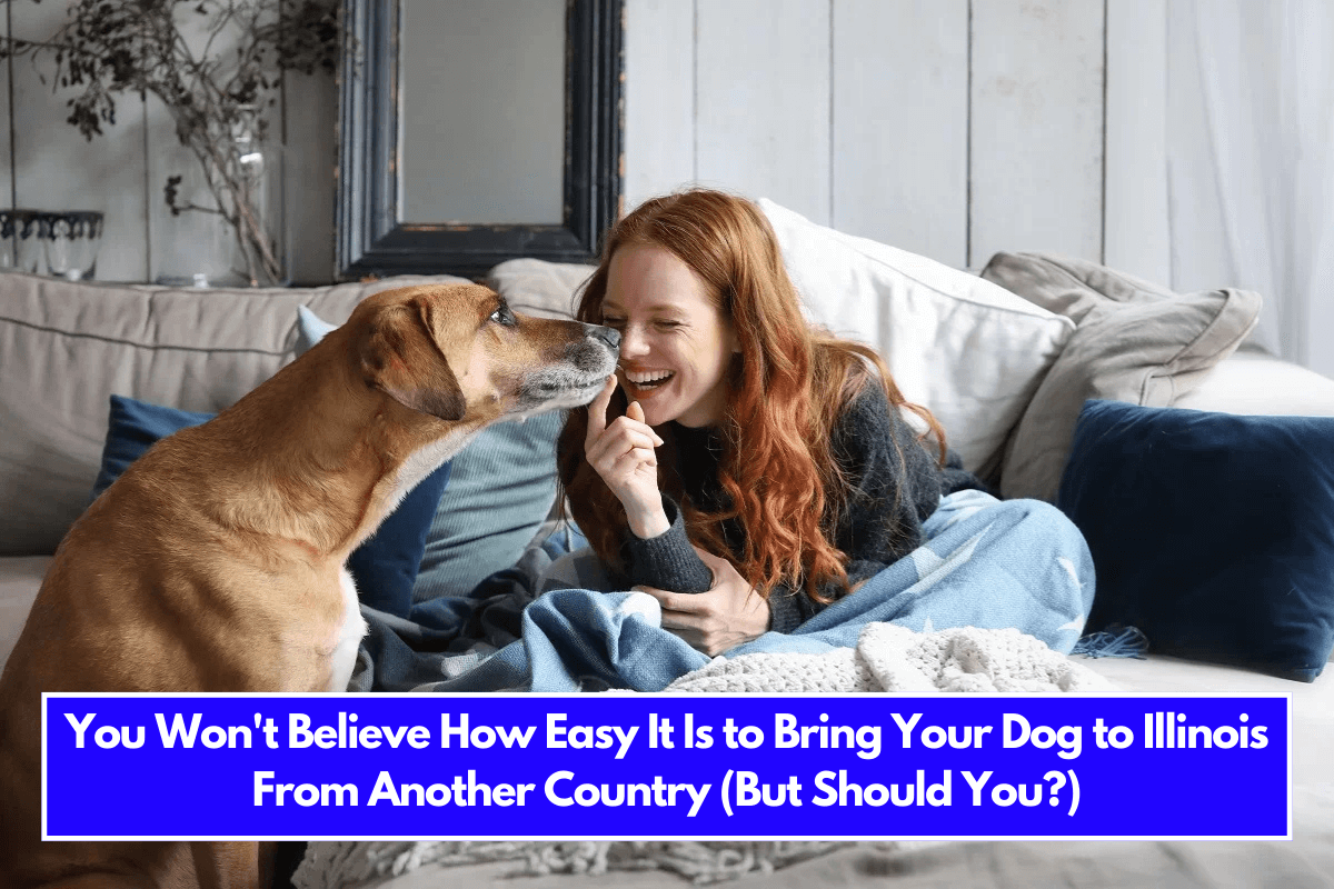 You Won't Believe How Easy It Is to Bring Your Dog to Illinois From Another Country (But Should You)