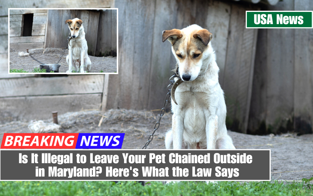 Is It Illegal to Leave Your Pet Chained Outside in Maryland Here's What the Law Says