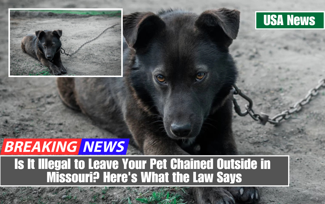 Is It Illegal to Leave Your Pet Chained Outside in Missouri Here's What the Law Says