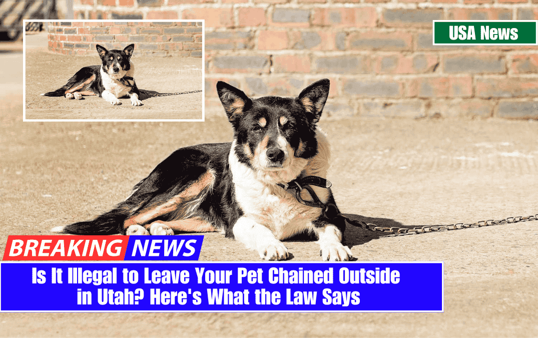 Is It Illegal to Leave Your Pet Chained Outside in Utah? Here's What the Law Says